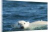 Polar Bear Swimming in Hudson Bay, Nunavut, Canada by Anonymous
