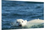 Polar Bear Swimming in Hudson Bay, Nunavut, Canada by Anonymous