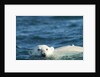 Polar Bear Swimming in Hudson Bay, Nunavut, Canada by Anonymous