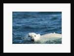 Polar Bear Swimming in Hudson Bay, Nunavut, Canada by Anonymous