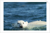 Polar Bear Swimming in Hudson Bay, Nunavut, Canada by Anonymous