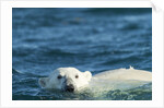 Polar Bear Swimming in Hudson Bay, Nunavut, Canada by Anonymous