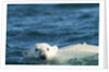 Polar Bear Swimming in Hudson Bay, Nunavut, Canada by Anonymous