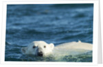 Polar Bear Swimming in Hudson Bay, Nunavut, Canada by Anonymous