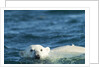 Polar Bear Swimming in Hudson Bay, Nunavut, Canada by Anonymous