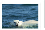 Polar Bear Swimming in Hudson Bay, Nunavut, Canada by Anonymous