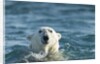 Polar Bear Swimming in Hudson Bay, Nunavut, Canada by Anonymous