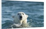 Polar Bear Swimming in Hudson Bay, Nunavut, Canada by Anonymous