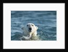 Polar Bear Swimming in Hudson Bay, Nunavut, Canada by Anonymous