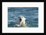 Polar Bear Swimming in Hudson Bay, Nunavut, Canada by Anonymous