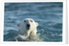 Polar Bear Swimming in Hudson Bay, Nunavut, Canada by Anonymous