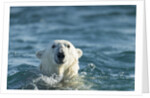 Polar Bear Swimming in Hudson Bay, Nunavut, Canada by Anonymous