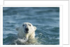 Polar Bear Swimming in Hudson Bay, Nunavut, Canada by Anonymous