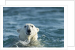 Polar Bear Swimming in Hudson Bay, Nunavut, Canada by Anonymous