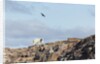 Polar Bear on Harbour Islands, Hudson Bay, Nunavut, Canada by Anonymous
