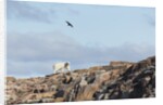 Polar Bear on Harbour Islands, Hudson Bay, Nunavut, Canada by Anonymous