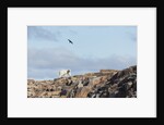Polar Bear on Harbour Islands, Hudson Bay, Nunavut, Canada by Anonymous