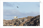 Polar Bear on Harbour Islands, Hudson Bay, Nunavut, Canada by Anonymous