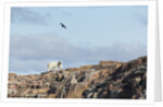 Polar Bear on Harbour Islands, Hudson Bay, Nunavut, Canada by Anonymous