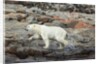 Polar Bear on Harbour Islands, Hudson Bay, Nunavut, Canada by Anonymous
