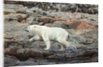 Polar Bear on Harbour Islands, Hudson Bay, Nunavut, Canada by Anonymous