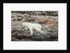 Polar Bear on Harbour Islands, Hudson Bay, Nunavut, Canada by Anonymous