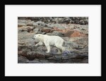 Polar Bear on Harbour Islands, Hudson Bay, Nunavut, Canada by Anonymous