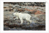 Polar Bear on Harbour Islands, Hudson Bay, Nunavut, Canada by Anonymous
