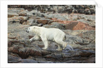 Polar Bear on Harbour Islands, Hudson Bay, Nunavut, Canada by Anonymous