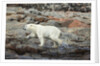 Polar Bear on Harbour Islands, Hudson Bay, Nunavut, Canada by Anonymous