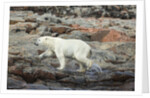 Polar Bear on Harbour Islands, Hudson Bay, Nunavut, Canada by Anonymous
