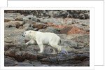 Polar Bear on Harbour Islands, Hudson Bay, Nunavut, Canada by Anonymous