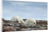 Polar Bears on Harbour Islands, Hudson Bay, Nunavut, Canada by Anonymous
