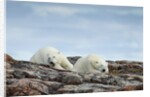Polar Bears on Harbour Islands, Hudson Bay, Nunavut, Canada by Anonymous