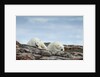 Polar Bears on Harbour Islands, Hudson Bay, Nunavut, Canada by Anonymous