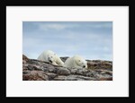 Polar Bears on Harbour Islands, Hudson Bay, Nunavut, Canada by Anonymous