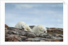 Polar Bears on Harbour Islands, Hudson Bay, Nunavut, Canada by Anonymous