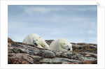 Polar Bears on Harbour Islands, Hudson Bay, Nunavut, Canada by Anonymous