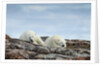 Polar Bears on Harbour Islands, Hudson Bay, Nunavut, Canada by Anonymous