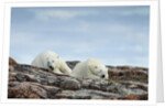 Polar Bears on Harbour Islands, Hudson Bay, Nunavut, Canada by Anonymous