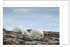 Polar Bears on Harbour Islands, Hudson Bay, Nunavut, Canada by Anonymous