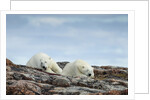 Polar Bears on Harbour Islands, Hudson Bay, Nunavut, Canada by Anonymous