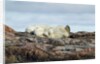 Polar Bears Sleeping on Harbour Islands, Hudson Bay, Nunavut, Canada by Anonymous