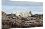 Polar Bears Sleeping on Harbour Islands, Hudson Bay, Nunavut, Canada by Anonymous