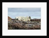 Polar Bears Sleeping on Harbour Islands, Hudson Bay, Nunavut, Canada by Anonymous