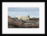 Polar Bears Sleeping on Harbour Islands, Hudson Bay, Nunavut, Canada by Anonymous