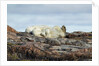 Polar Bears Sleeping on Harbour Islands, Hudson Bay, Nunavut, Canada by Anonymous