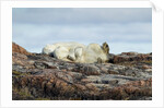 Polar Bears Sleeping on Harbour Islands, Hudson Bay, Nunavut, Canada by Anonymous