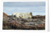 Polar Bears Sleeping on Harbour Islands, Hudson Bay, Nunavut, Canada by Anonymous