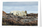 Polar Bears Sleeping on Harbour Islands, Hudson Bay, Nunavut, Canada by Anonymous
